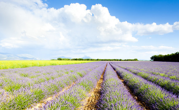 lavender field, Plateau de Valensole, Provence, France