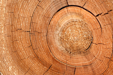 Naklejka premium Jahresringe
