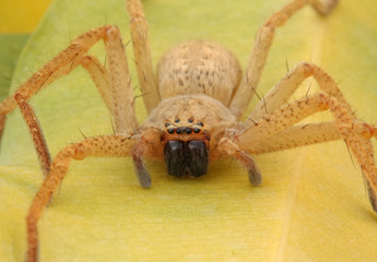 Frightening giant spider