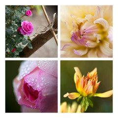 Jardin roses dahlias fleurs jardinage printemps plantations