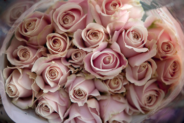 roses
