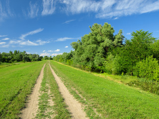 Fototapeta na wymiar Tree lined farm road