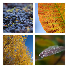 Automne saison raisin vendange arbres rosée nature