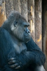 Gorilla