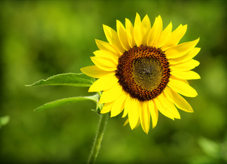 Sunflower with green nature background