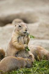 Prairie Dog