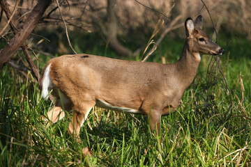 White-tailed Deer Doe