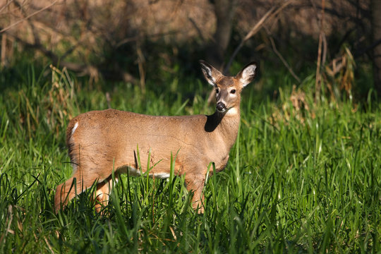 White-tailed Deer Doe