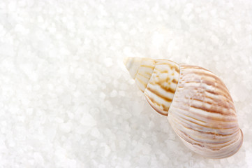 Seashell on bath salt