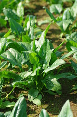 ほうれん草畑/国産野菜
