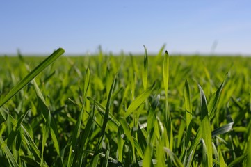 Green grass