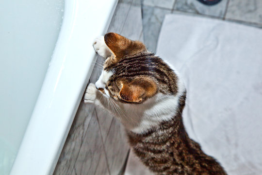 cat is watching the rising water in the bath tube