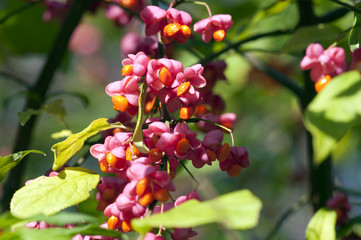Samthaarige Stinkesche