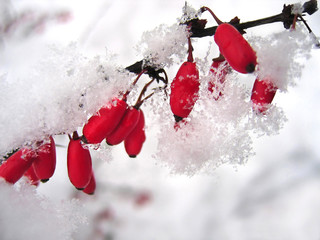 Barberries in the snow