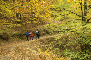 Otoño ventoso en el bosque de Leurtza (Navarra)