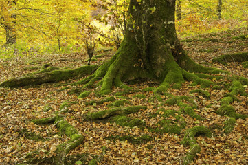 Otoño ventoso en el bosque de Leurtza (Navarra)