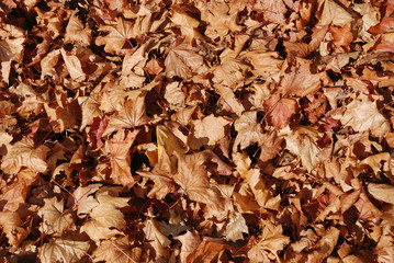 Dead leaves lying on ground