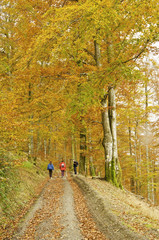 Otoño ventoso en el bosque de Leurtza (Navarra)