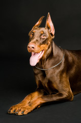 doberman over black