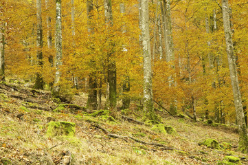Obraz premium Otoño ventoso en el bosque de Leurtza (Navarra)
