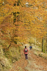 Fototapeta premium Otoño ventoso en el bosque de Leurtza (Navarra)
