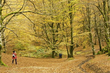 Oto&ntilde;o ventoso en el bosque de Leurtza (Navarra)