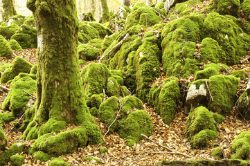 Otoño ventoso en el bosque de Leurtza (Navarra)
