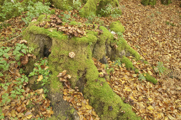 Otoño ventoso en el bosque de Leurtza (Navarra)