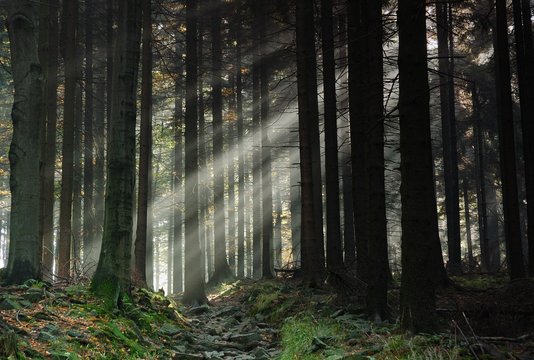 Fototapeta Forest