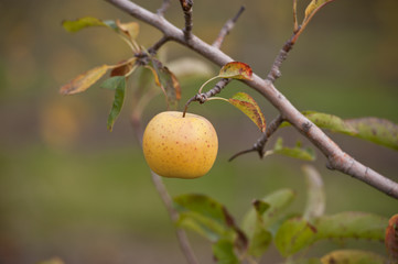 Pomme Golden