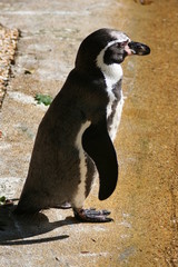 Humboldt Penguin