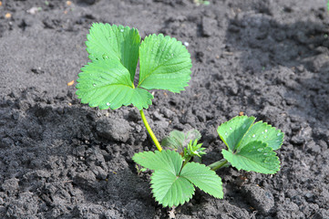 young green sprout of strawberry