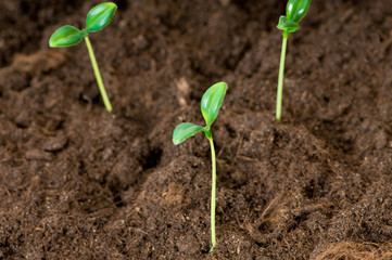 Green seedling illustrating concept of new life