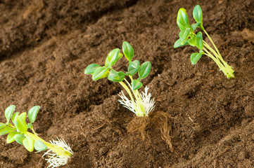 Green seedling illustrating concept of new life