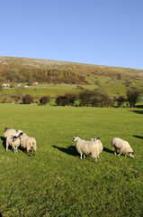 Swaledale Valley