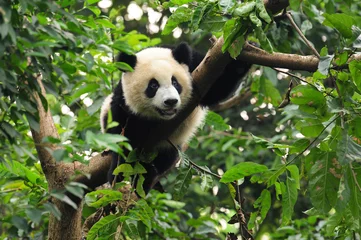 Door stickers Panda Giant panda climbing tree