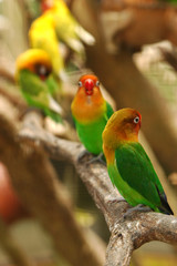 Fischer's Lovebird