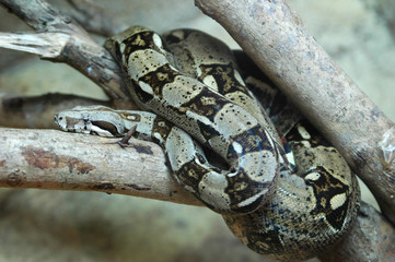 Python on branch