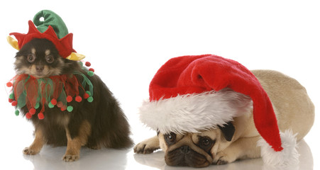 santa and rudolph dogs