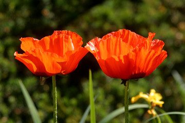 A couple of red poppies