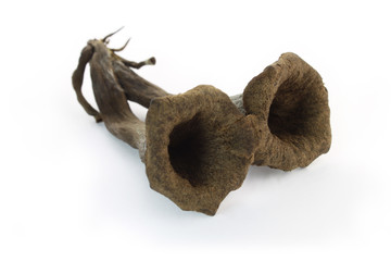 Trompette de la mort