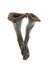 Trompette de la mort