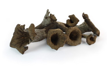 Trompettes de la mort