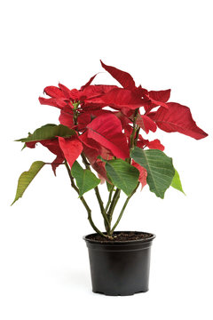 Poinsettia