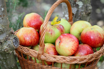 Apple Bonanza!
