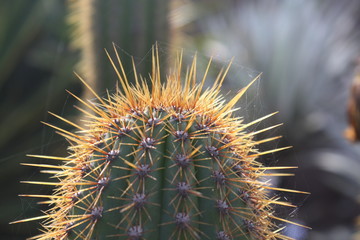 Kaktus chinopsis thelegonoides,Gran Canaria