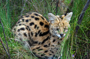serval cat