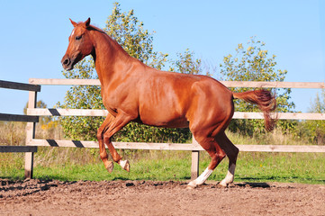 chestnut horse galloping in paddock