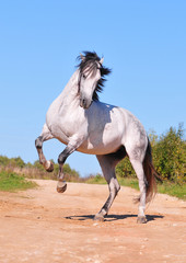 great andalusian white horse rearing - 27459050