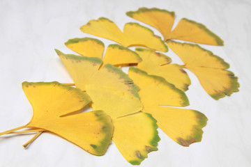 Ginkgoblätter